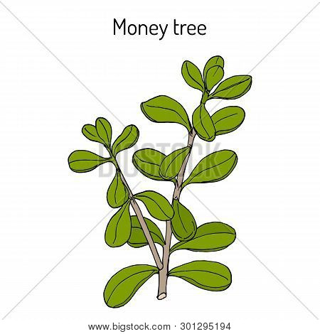 Money Tree Or Jade Plant Crassula Portulacea , Medicinal Plant. Hand Drawn Botanical Vector Illustra