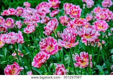 Pink Tulips In Flower Bed, Spring In The Garden, Blooming Flowers