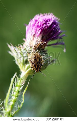 A Bug Or Beetle On A Plant
