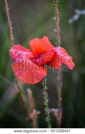Papaver Rhoeas Common Names Include Corn Poppy , Corn Rose , Field Poppy , Flanders Poppy , Red Popp