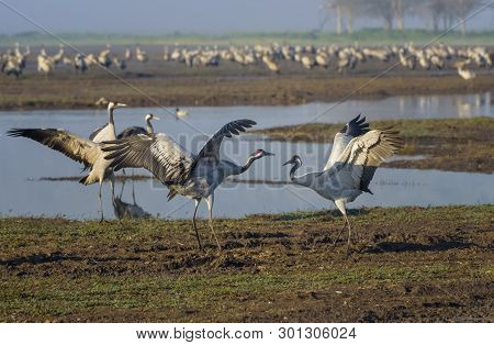 Dancing Cranes. Common Cranes In Birds Natural Habitats. Bird Watching In Hula Valley. Nature Landsc
