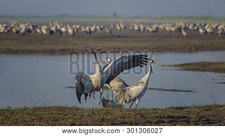 Dancing Cranes. Common Cranes In Natural Bird Habitat. Birdwatching In The Hula Valley At Sunrise In