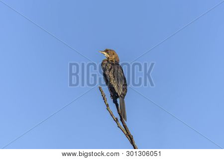 Mainland Great Cormorant, Phalacrocorax Carbo Sinensis On The Branch, In Natural Habitats. Bird Watc