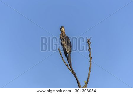 Mainland Great Cormorant, Phalacrocorax Carbo Sinensis On The Branch, In Natural Habitats. Bird Watc