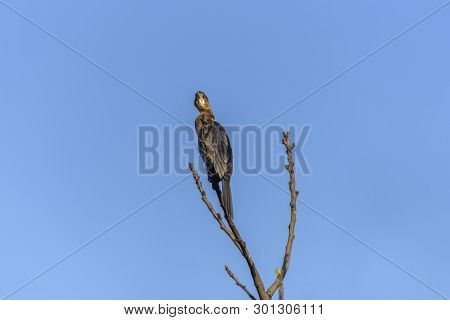 Mainland Great Cormorant, Phalacrocorax Carbo Sinensis On The Branch, In Natural Habitats. Bird Watc