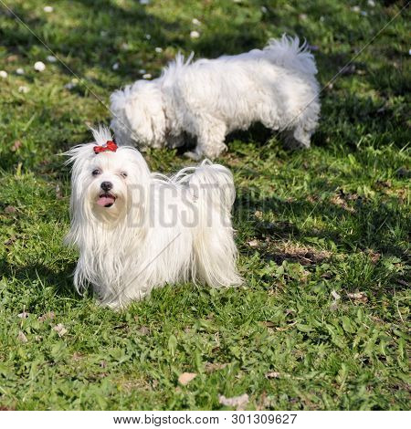 Small Dog Maltezer, In The Autumn Forest