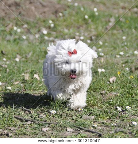 Small Dog Maltezer, In The Autumn Forest