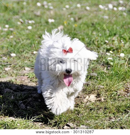 Small Dog Maltezer, In The Autumn Forest