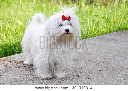 Small Dog Maltezer, In The Autumn Forest
