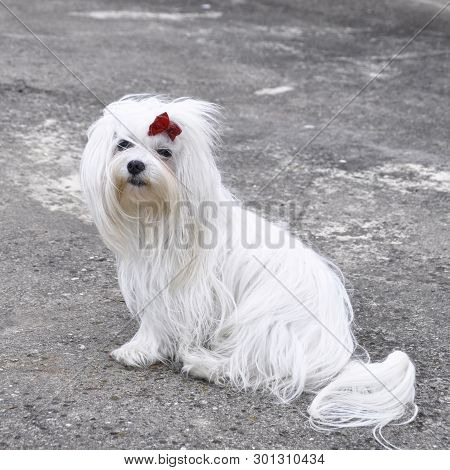 Small Dog Maltezer, In The Autumn Forest