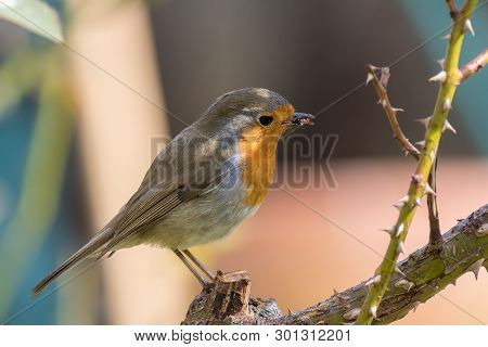 Robin Redbreast Garden Bird Eating A Ladybug Insect. Face Of An Unfortunate Ladybird Bug Makes This 