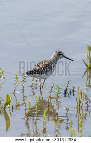 Sandpiper, Wood Sandpiper In Shallow Water (tringa Glareola) Wader Bird Sandpiper