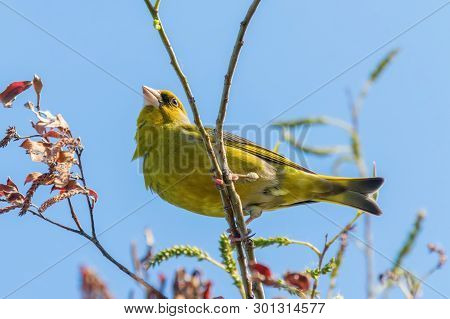 Greenfinch (carduelis Chloris) Perched On Tree