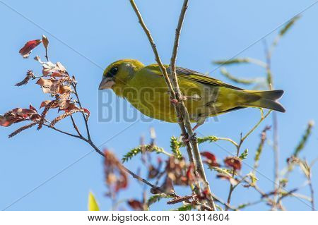 Greenfinch (carduelis Chloris) Perched On Tree