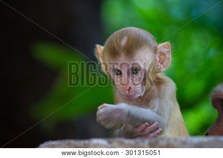 The Rhesus Macaque Monkey Sitting Under The Tree And Looking Away