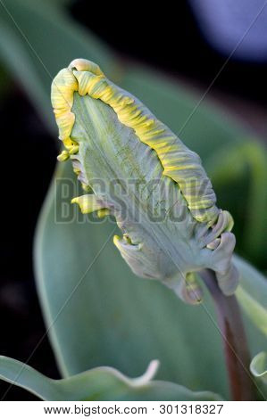 Jagged Tulip Plant With Dark To Light Green Fully Closed Tepals With Yellow Edges Surrounded With Po