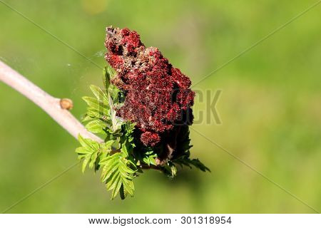 Staghorn Sumac Or Rhus Typhina Dioecious Deciduous Tree Branch With Fresh Light Green Leaves And Dar