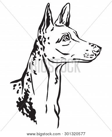 Decorative Outline Portrait Of Dog Ibizan Hound Looking In Profile, Vector Illustration In Black Col