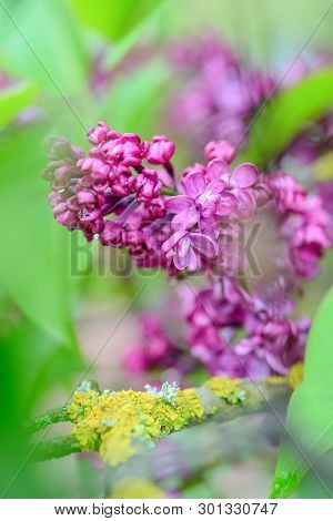 Blurred Spring Background With Purple Lilak Flowers On Green And Yellow. Very Shallow Dof, Almost No