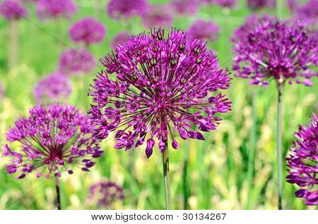 Fleurs violettes