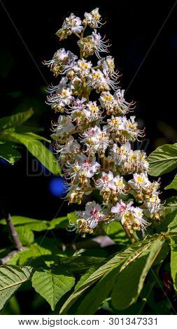Head Of Lossoming Bud Of Chestnut Tree, Spring Time In Europe