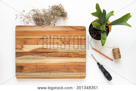 Preparing to Mount Staghorn Fern on Board