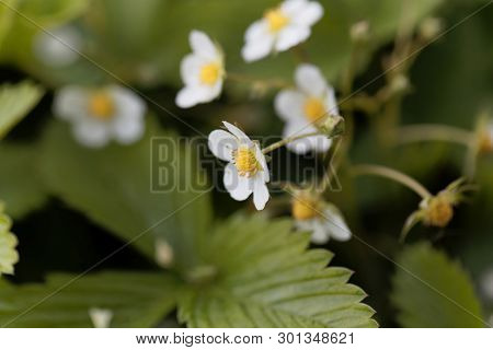 Flower Of The Strawberry Fragaria Nipponica