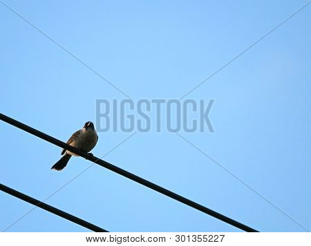 Closeup Sooty-headed Bulbul Bird Perched On A Cable Wire Isolated On Blue Sky