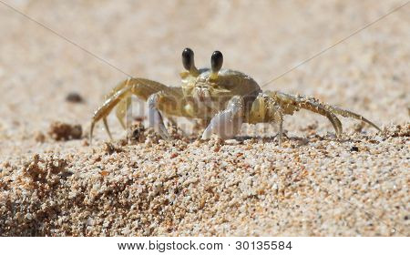 Ghost Krabben am Strand in St lucia