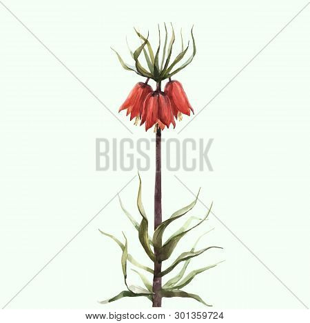 Beautiful Watercolor Imperial Fritillary Flower Vector Illustration