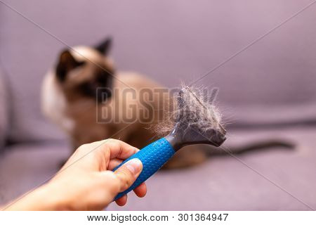 Person With Fur Comb For Cat In Hand. Hair Of The Cat On The Brush. Concept Of Allergies, Respirator