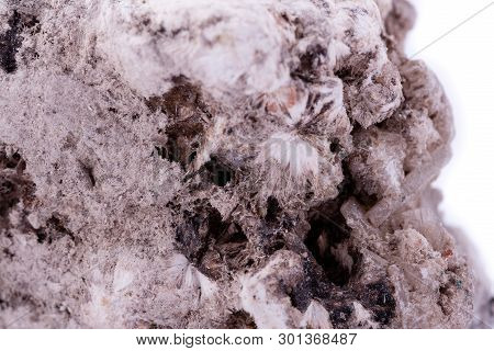 Macro Mineral Phlogopite Stone On A White Background