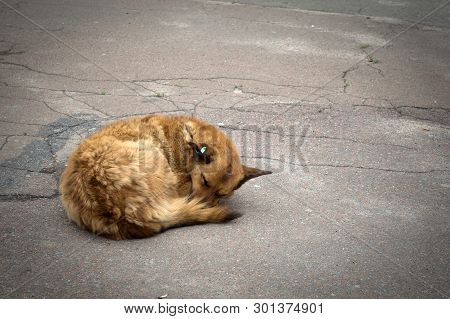 Red Dog Sleeps On The Road In The Morning. The Dog Is Trying To Keep Warm.