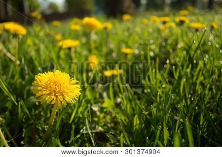 Yellow Dandelion On The Background Of Grass And Other Dandelions And In The Light Of The Sun.