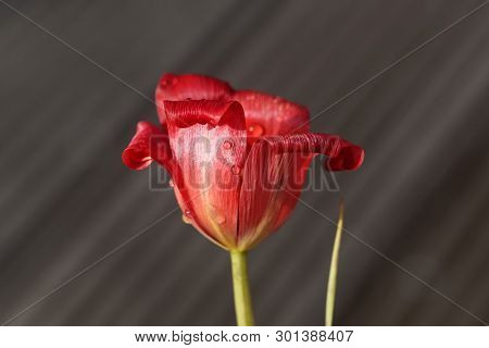 Petal Of A Flax-leaved Tulip, Tulipa Linifolia
