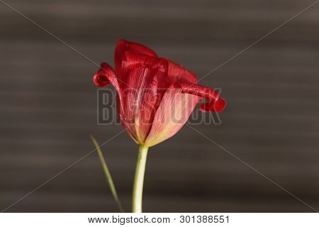 Petal Of A Flax-leaved Tulip, Tulipa Linifolia