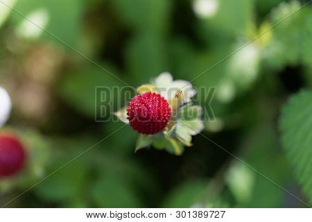 Mock Strawberry, Duchesnea Indica.