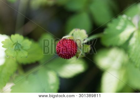 Mock Strawberry, Duchesnea Indica.