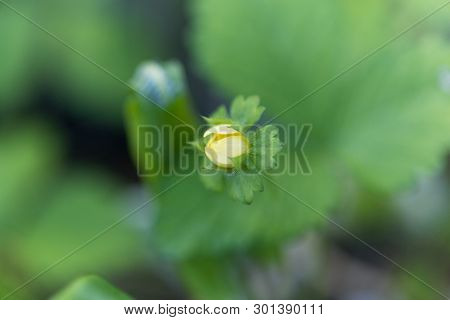 Flower Of A Mock Strawberry, Duchesnea Indica.