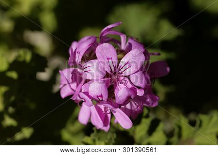 Citronella  Pelargonium,  Pelargonium Citriodorum