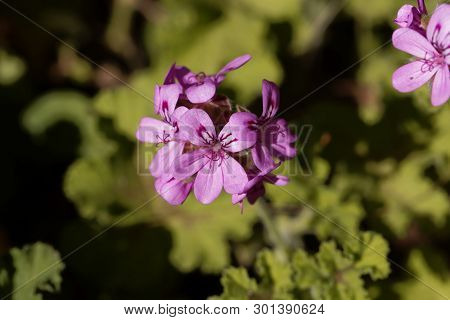 Citronella  Pelargonium,  Pelargonium Citriodorum