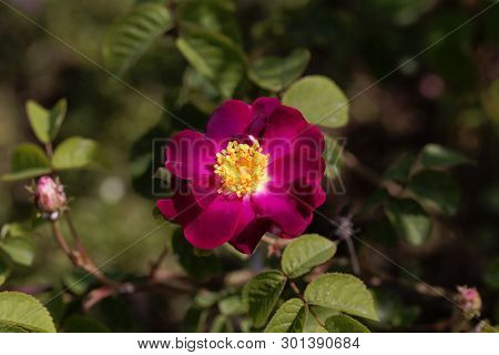 Flower Of A Purble Rosa Violacea