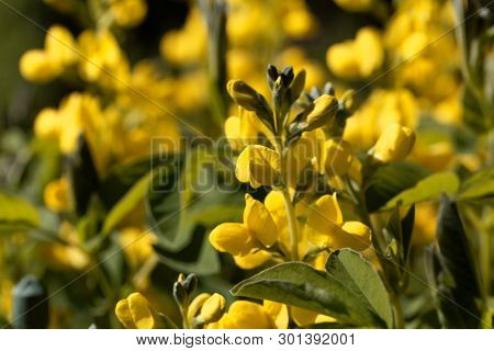 Flowers Of A False Lupin, Thermopsis Montana.