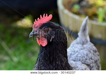 Huhn