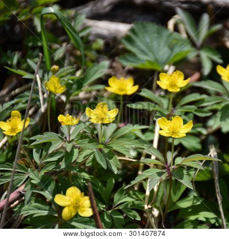 Beautiful Sunlit Blossom Yellow Wodd Anemones Closeup