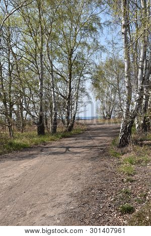 Beautiful Gravel Road With Birches By Roadside At The Swedish Island Oland