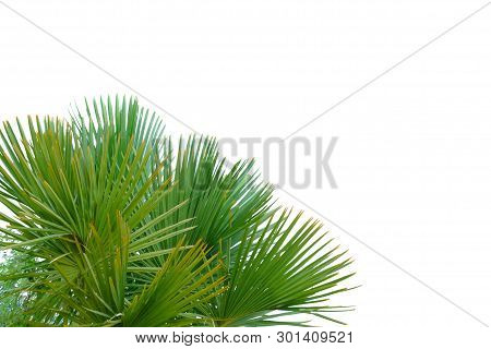 Palm Leaves With Branches On White Isolated Background For Green Foliage Backdrop