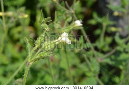 Unusual Campion - Latin Name - Silene Paradoxa