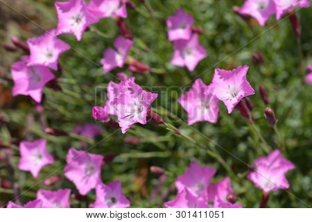 Cheddar Pink Carmineus - Latin Name - Dianthus Gratianopolitanus Carmineus