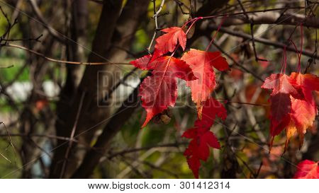Leaves Of Amur Maple Or Acer Ginnala In Autumn Sunlight With Bokeh Background, Selective Focus, Shal